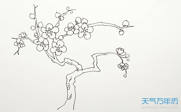 桃树简笔画怎么画桃树的简笔画步骤图解教程