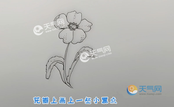 罂粟花简笔画怎么画 罂粟花的简笔画步骤图解教程