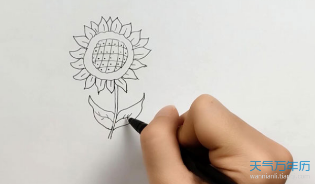 向日葵图片简笔画怎么画 向日葵图片的简笔画步骤图解教程