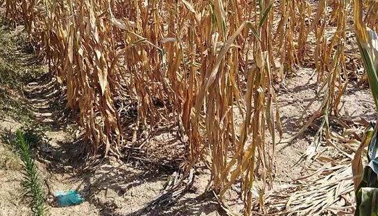 湖北多地干旱致717万人受灾 农作物受损损失44.84亿元