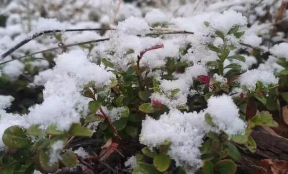 内蒙古多地发布霜冻预警 呼伦贝尔最低气温-4℃