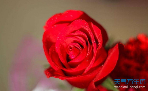 玫瑰花语是什么意思 玫瑰花语每种颜色代表什么
