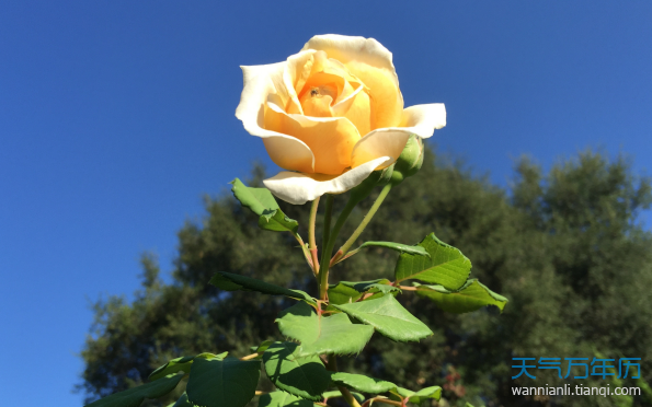 黄玫瑰花语是什么意思黄玫瑰花语的准确意思是什么