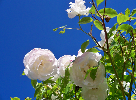 白玫瑰花语是什么意思 白玫瑰花送什么人合适