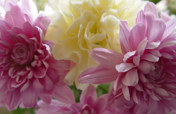 康乃馨的花语是什么意思 康乃馨象征着什么