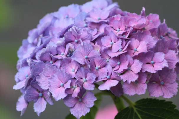绣球花花语是什么意思 不同颜色的绣球花花语和寓意