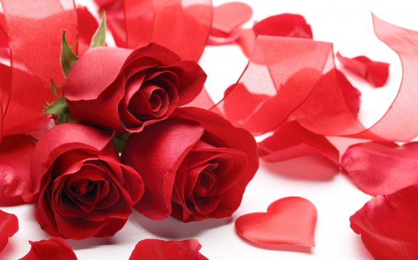 红玫瑰花语是什么意思 红玫瑰花语和寓意是什么