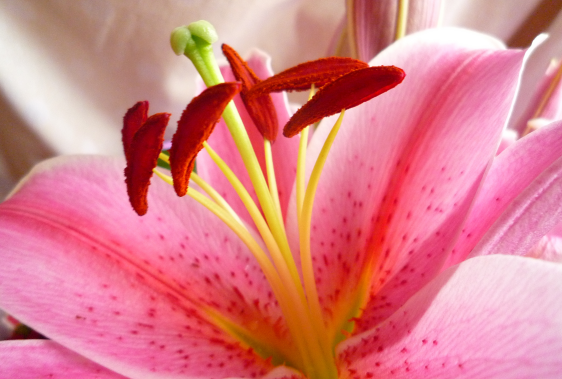 百合花的花语和寓意 百合花的传说是什么
