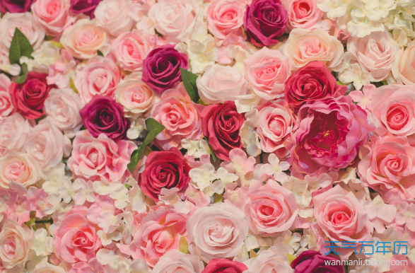玫瑰花的花语和象征意义玫瑰花应该送给什么人 万年历