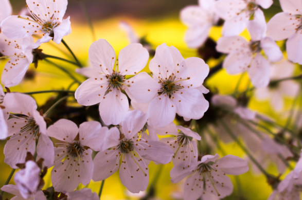 樱花的花语是什么意思 樱花的花语是什么象征