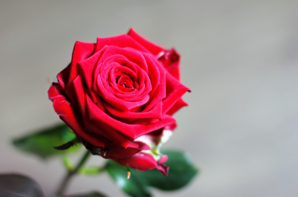 玫瑰花的花语和象征意义 玫瑰花应该送给什么人