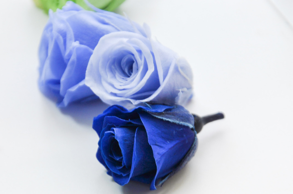 蓝玫瑰花语是什么意思 蓝玫瑰花语的准确意思