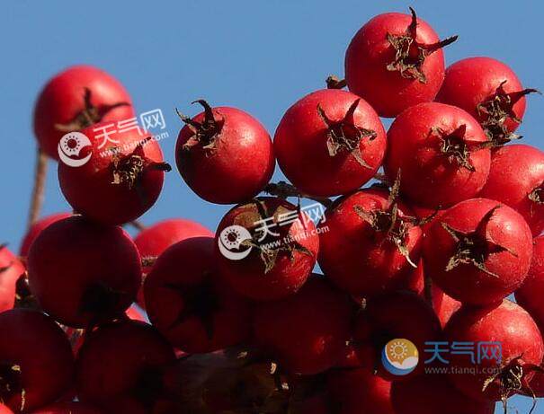 寒露养生吃什么水果好 寒露时节必吃的十大水果