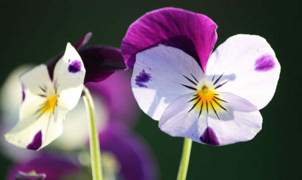 紫罗兰花语是什么意思 紫罗兰花代表着什么意义