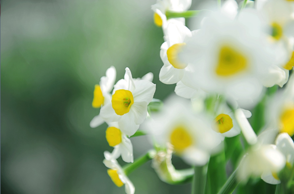 水仙花花语是什么意思 水仙花的象征和寓意是什么