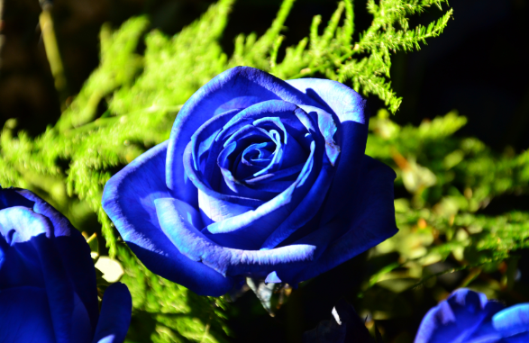 蓝玫瑰花语是什么意思 蓝玫瑰花语的准确意思