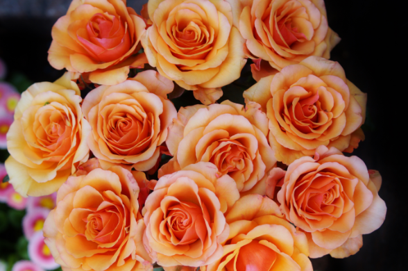 玫瑰的花语和象征意义 玫瑰花语大全数量的含义