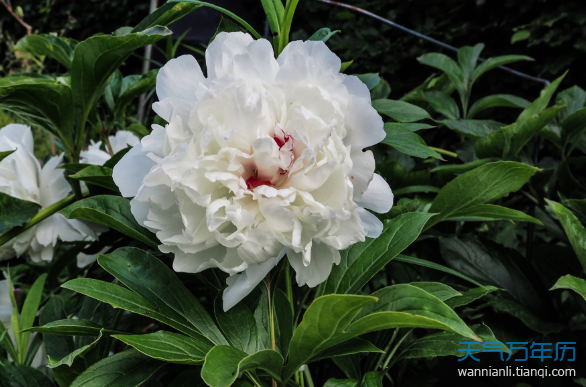 芍药花语是什么意思芍药花代表着什么意思