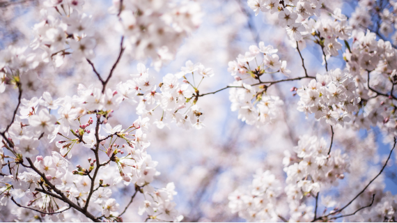 樱花花语是什么含义 樱花在中国的寓意是什么