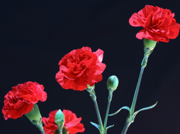 红色康乃馨花语是什么意思 红色康乃馨能送恋人吗