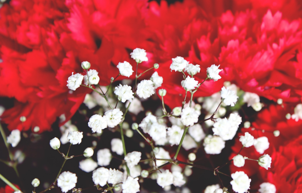 红色康乃馨花语是什么意思 红色康乃馨能送恋人吗