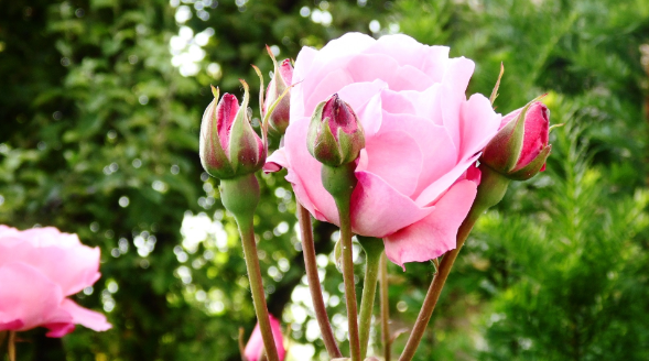 粉色玫瑰花语是什么意思 粉红色的玫瑰代表什么意思
