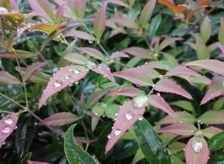 今日寒露湖南全省多阴雨天气 气温先升后降还有降雨