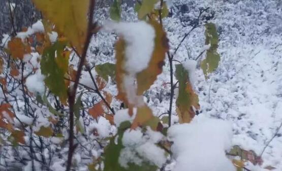 内蒙古气温骤降6—8℃ 部分地区伴有雨夹雪