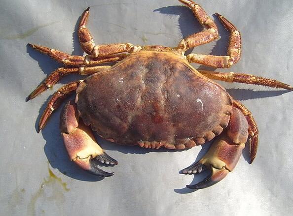 螃蟹怎么做好吃 螃蟹的四种常见做法