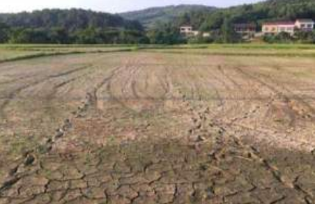 安徽江西多地旱情严重 降雨比往年少70%土地龟裂