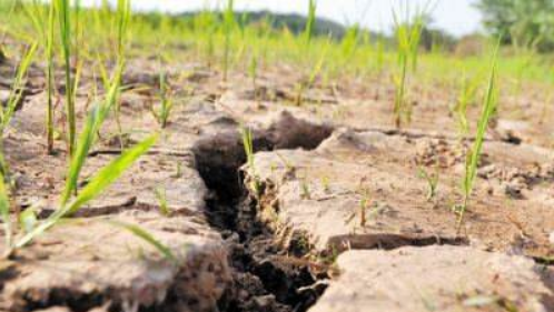 安徽江西多地旱情严重 降雨比往年少70%土地龟裂