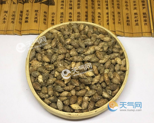 苍耳子的功效与作用 苍耳子的副作用是什么