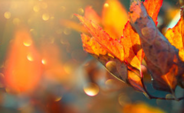 描写秋天景色优美句子 描写秋天的景物的句子