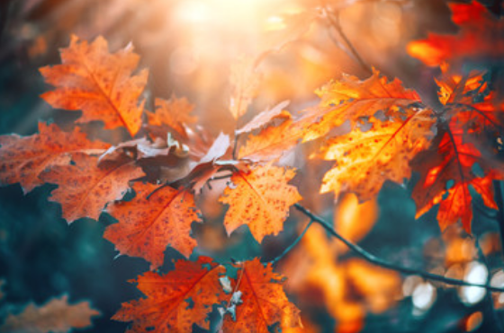 描写秋天的句子 描写秋天的优美语句有哪些