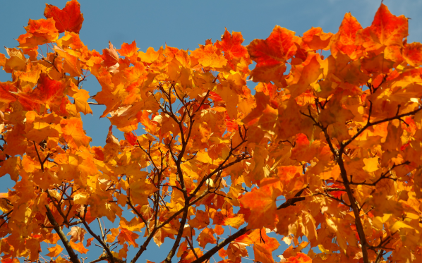 描写秋天景色优美句子 描写秋天的景物的句子