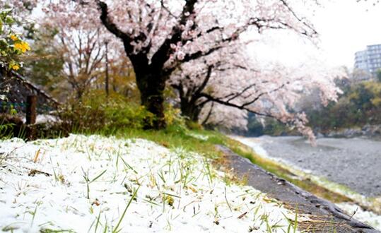 日本北海道迎今年首场降雪 比往年迟了4天至6天