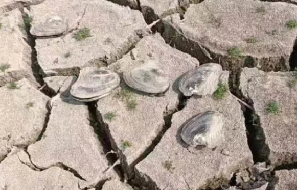 安徽51个市县遭遇重度干旱 60年来最严重干旱水车24小时运水