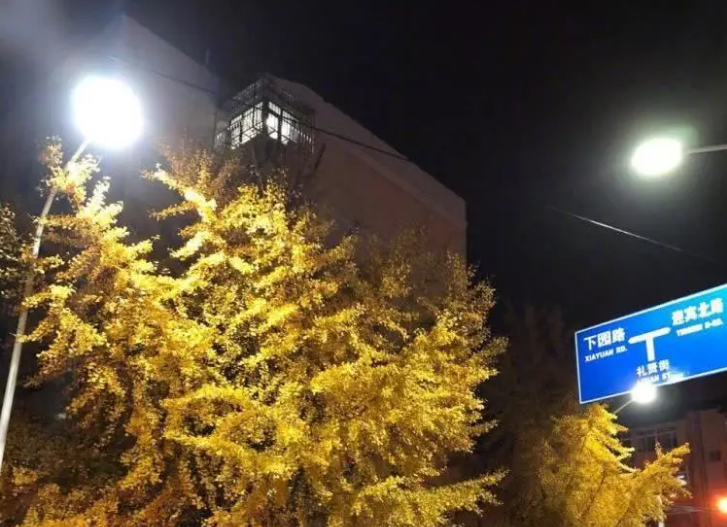 寒潮凶猛让北京一夜树叶落尽 扫清水汽干燥又成新主题
