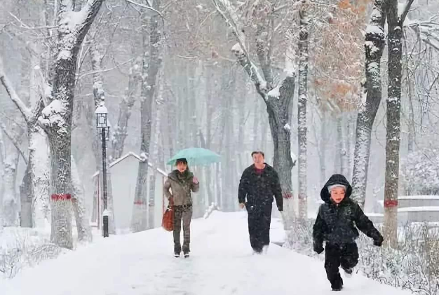 哈尔滨立冬后首场雪让东北虎撒欢 游客喂食群虎扑来吓一跳