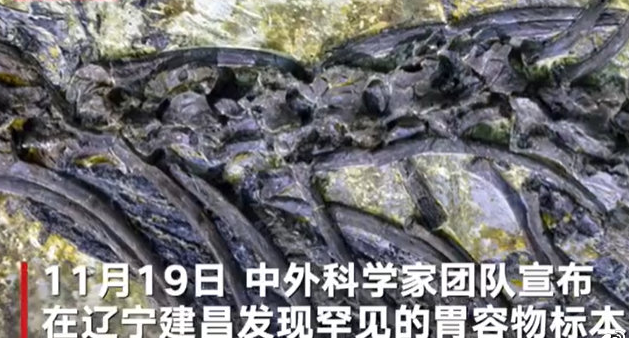 一亿年蜥蜴吃麻小是什么意思？一亿年前蜥蜴吃古代小龙虾，还是麻辣味的