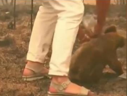 小考拉爬过燃烧森林被人类救助 澳大利亚森林火灾什么时候能熄灭
