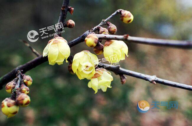 冬天开的花有哪些 常见的花期在冬季的花朵