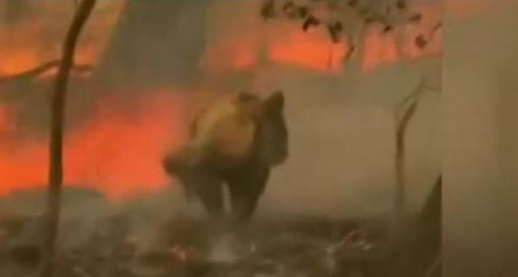 小考拉爬过燃烧森林被人类救助 澳大利亚森林火灾什么时候能熄灭