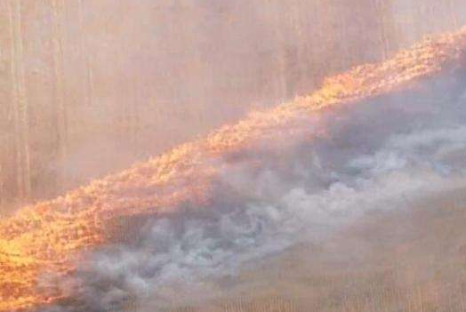 澳大利亚森林火灾致南澳1万户被断电 悉尼成“雾霾天”被烟雾围困