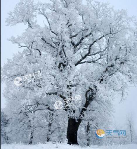 冬天下雪图片 下雪花的图片唯美图片