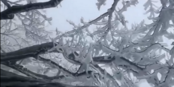 张家界雾凇实拍：树木被冻住耀眼夺目