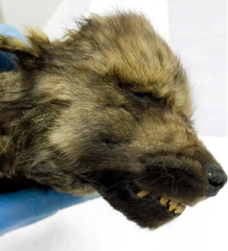 西伯利亚发现冰冻万年的小狼狗 牙齿胡须完整保存却无法识别物种