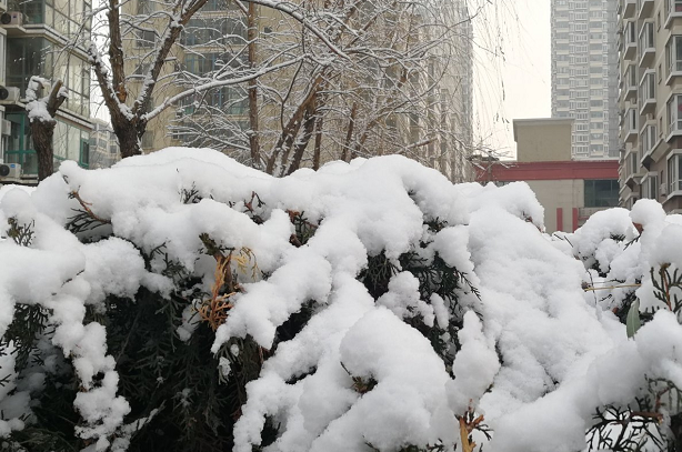 重庆周末阴天有小雨 想看雪就去高海拔山区