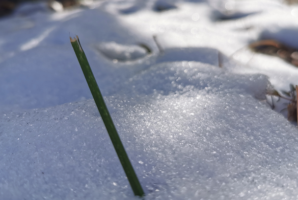 重庆周末阴天有小雨 想看雪就去高海拔山区