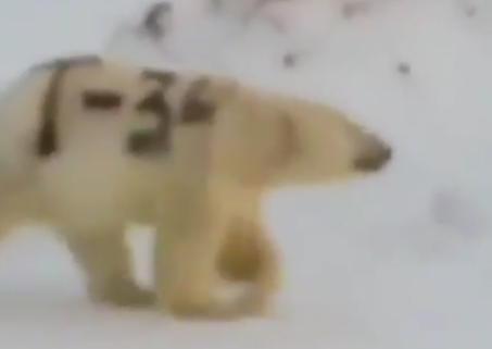 北极熊身上被赐字洗不掉 字迹为T-34影响北极熊捕食
